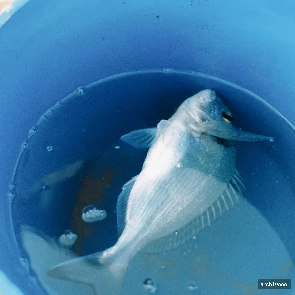 Fish in bucket